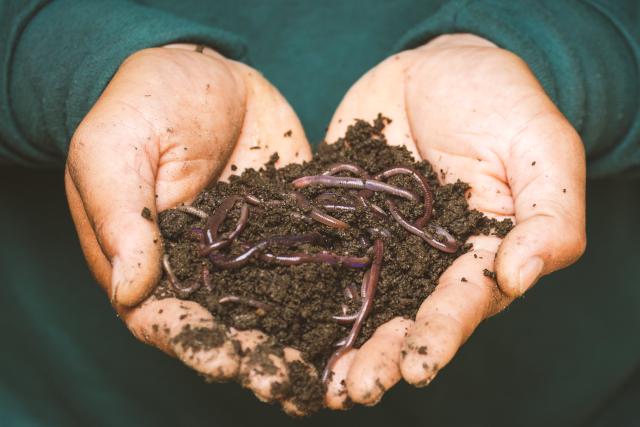 Image showing earthworms on a Persons Hand