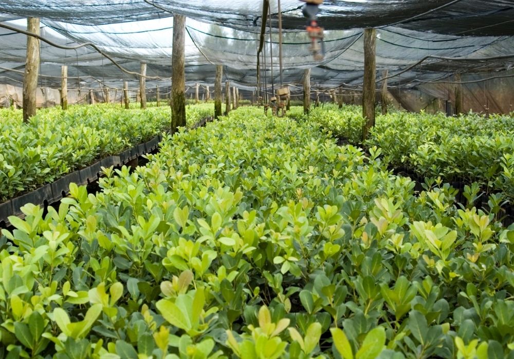 Image of a Yerba Mate production.