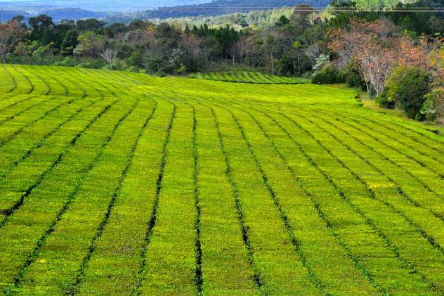 Image showing big field of Yerba Mate